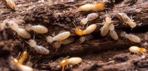 Termite Damage Repair